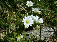 Cerastium uniflorum
