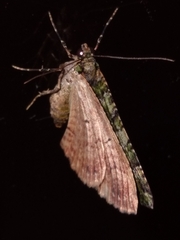 Austrocidaria similata
