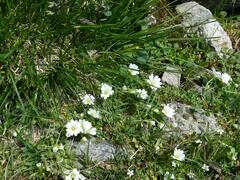 Cerastium uniflorum