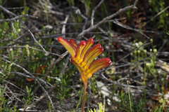 Anigozanthos humilis