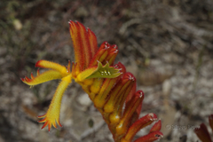 Anigozanthos humilis