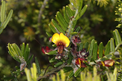 Bossiaea eriocarpa