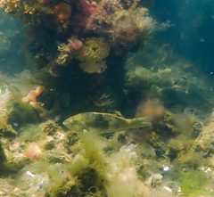 Notolabrus tetricus