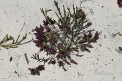 Darwinia speciosa