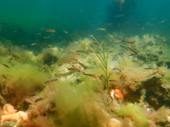 Trachinops caudimaculatus