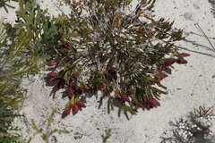 Darwinia speciosa