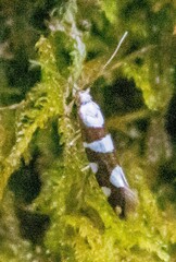 Argyresthia goedartella