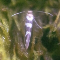 Argyresthia goedartella