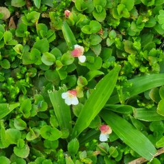 Torenia polygonoides