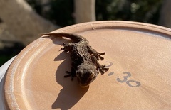 Tarentola angustimentalis