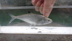 Scomberoides tol