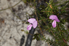 Gompholobium shuttleworthii