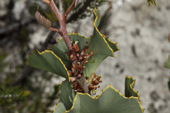 Hakea prostrata