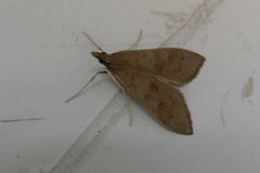 Mecyna asinalis