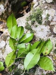 Olinia radiata