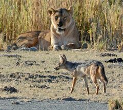 Lupulella mesomelas schmidti