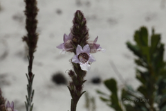 Hemiphora bartlingii