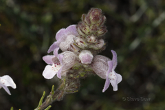 Hemiphora bartlingii