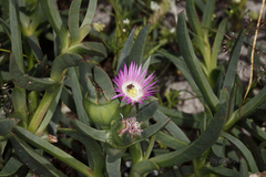 Carpobrotus modestus