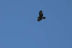 Buteo buteo vulpinus