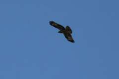 Buteo buteo vulpinus