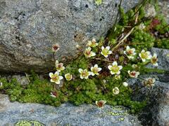 Saxifraga bryoides
