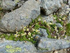 Saxifraga bryoides