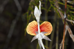 Jacksonia restioides