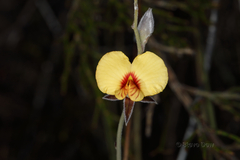 Jacksonia restioides