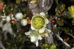 Leptospermum spinescens