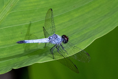 Brachydiplax denticauda