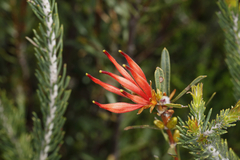 Lambertia multiflora