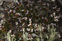Stylidium repens