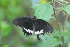 Papilio polytes