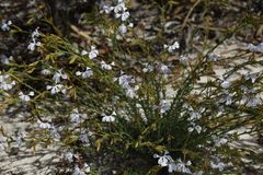 Lechenaultia stenosepala