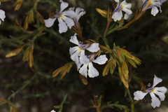Lechenaultia stenosepala
