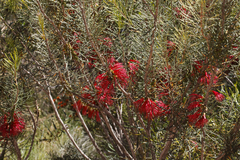 Melaleuca quadrifida