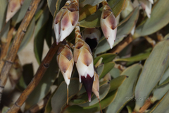 Conostephium pendulum
