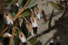 Conostephium pendulum