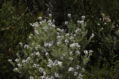 Philotheca spicata