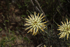 Petrophile brevifolia