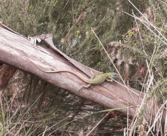 Lacerta schreiberi