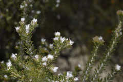 Petrophile scabriuscula