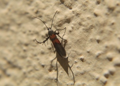 Aetole unipunctella