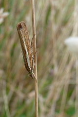 Agriphila tristella