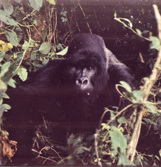 Gorilla beringei beringei