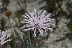Petrophile linearis
