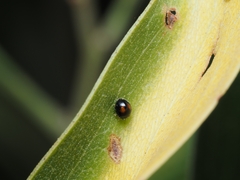 Serangium maculigerum