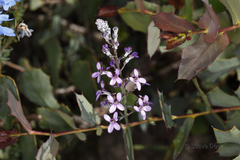 Stylidium purpureum