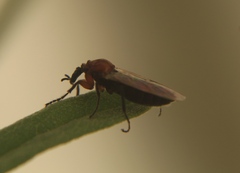 Bibioninae